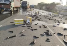 NH-44 पर अचानक आ गिरी हजारों मछलियां, लग गया लंबा जाम, फिर पहुंची पुलिस और किया ये काम सोनीपत से गुजरने वाले नेशनल हाईवे 44 पर अचानक लोगों ने मछलियां ही मछलियां दिखाई देने के बाद भीड़ लग गई और हाइवे पर जाम लग गया।