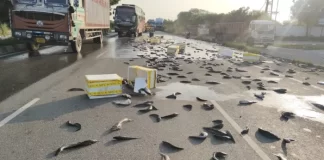 सोनीपत से गुजरने वाले नेशनल हाईवे 44 पर अचानक लोगों ने मछलियां ही मछलियां दिखाई देने के बाद भीड़ लग गई और हाइवे पर जाम लग गया।