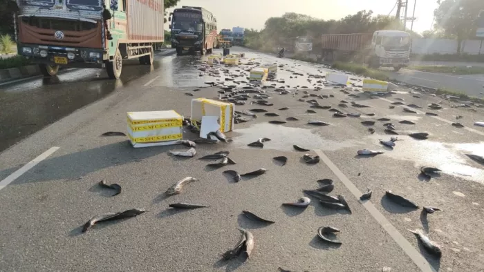 सोनीपत से गुजरने वाले नेशनल हाईवे 44 पर अचानक लोगों ने मछलियां ही मछलियां दिखाई देने के बाद भीड़ लग गई और हाइवे पर जाम लग गया। सोनीपत से गुजरने वाले नेशनल हाईवे 44 पर अचानक लोगों ने मछलियां ही मछलियां दिखाई देने के बाद भीड़ लग गई और हाइवे पर जाम लग गया।