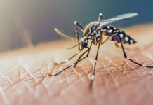 Sirsa: डेंगू से रानियां के गांव चकराइयां के व्यक्ति की उपचार के दौरान मौत, प्रशासन के दावों पर उठ रहे सवाल सिरसा में में स्वास्थ्य विभाग की विभिन्न टीमें जागरूकता अभियान में लगी हुई हैं। फोगिंग करवाने के साथ सैंपल लेने का काम जिले भर में जारी है।