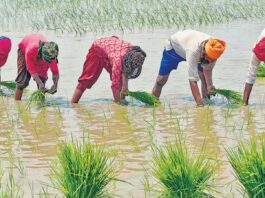 त्तराखंड के किसानों को एक बार बड़ी सौगात मिली है। पीएम किसान सम्मान निधि की 21वीं किस्त के बाद अब 28000 किसानों को पीएम फसल बीमा योजना का मुआवजा भी मिल गया है।