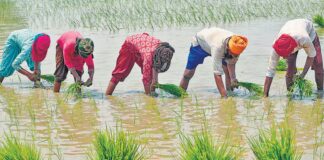 त्तराखंड के किसानों को एक बार बड़ी सौगात मिली है। पीएम किसान सम्मान निधि की 21वीं किस्त के बाद अब 28000 किसानों को पीएम फसल बीमा योजना का मुआवजा भी मिल गया है।