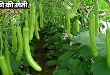 हरियाणा के इस युवा किसान के खेत में लगी हर लौकी का साइज है 6 फीट, कमाई सुन आप भी चौंक जाएं! रवि पुनिया इसके अलावा कश्मीरी लहसून की बिजाई भी करते हैं। इस लहसून की खासियत यह है कि इसमें आम लहसून की तुलना में कम कलियां होती हैं