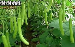 रवि पुनिया इसके अलावा कश्मीरी लहसून की बिजाई भी करते हैं। इस लहसून की खासियत यह है कि इसमें आम लहसून की तुलना में कम कलियां होती हैं