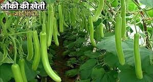 रवि पुनिया इसके अलावा कश्मीरी लहसून की बिजाई भी करते हैं। इस लहसून की खासियत यह है कि इसमें आम लहसून की तुलना में कम कलियां होती हैं