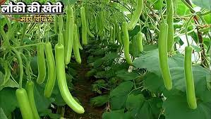 रवि पुनिया इसके अलावा कश्मीरी लहसून की बिजाई भी करते हैं। इस लहसून की खासियत यह है कि इसमें आम लहसून की तुलना में कम कलियां होती हैं रवि पुनिया इसके अलावा कश्मीरी लहसून की बिजाई भी करते हैं। इस लहसून की खासियत यह है कि इसमें आम लहसून की तुलना में कम कलियां होती हैं