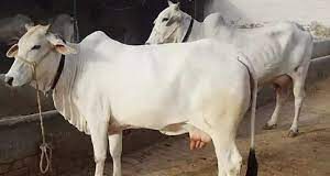 राजस्थान के पशुपालकों के लिए खुशखबरी! गाय, भैसों समेत कई जानवरों का होगा फ्री बीमा, आज ही कराएं रजिस्ट्रेशन राजस्थान के पशुपालकों के लिए सरकार की ओर से सौगात दी जा रही है। मुख्यमंत्री मंगला पशु बीमा योजना के तहत गाय, भैंस, बकरी, भेड़ और ऊंट का बीमा पूरी तरह मुफ्त किया जा रहा है।