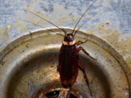 कॉकरोच की संख्या बढ़ते ही उनका आतंक भी बढ़ने लगता है। इस समय लोग कॉकरोच से छुटाकारा पाने का उपाय ही खोज रहे होते हैं।