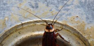 कॉकरोच की संख्या बढ़ते ही उनका आतंक भी बढ़ने लगता है। इस समय लोग कॉकरोच से छुटाकारा पाने का उपाय ही खोज रहे होते हैं।