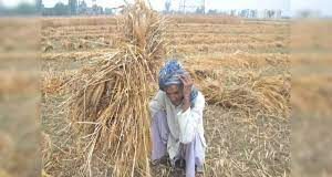 बिहार के किसानों के खाते में आएगा पैसा, फसल को हुआ नुकसान तो आज ही इस योजना में करें अप्लाई बिहार सरकार ने अक्टूबर की बारिश और मोन्था तूफान से प्रभावित किसानों के लिए कृषि इनपुट अनुदान-2025 के तहत मदद का आवेदन शुरू किया है।