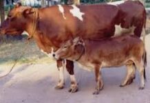 पशु जैव प्रौद्योगिकी विभाग की विभागाध्यक्ष डॉ. सुशीला मान ने बताया कि देशी तकनीक भारतीय नस्लों साहीवाल, गिर, हरियाणवी, थारपारकर व अन्य के लिए जैविक रूप से अधिक अनुकूल सिद्ध हो सकती है।