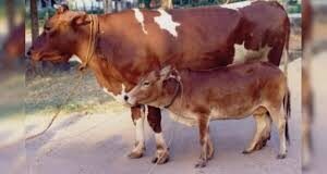 पशु जैव प्रौद्योगिकी विभाग की विभागाध्यक्ष डॉ. सुशीला मान ने बताया कि देशी तकनीक भारतीय नस्लों साहीवाल, गिर, हरियाणवी, थारपारकर व अन्य के लिए जैविक रूप से अधिक अनुकूल सिद्ध हो सकती है।