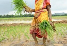 हिसार में इस बार 3 लाख 13 हजार एकड़ में धान की बिजाई की गई थी, जो अब तक की रिकॉर्ड बुआई थी।