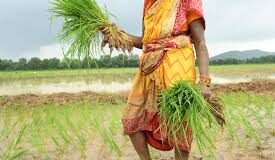 अनुदान की मलाई: सत्यापन में फर्जी मिली धान की सीधी बिजाई, हिसार में 5134 किसानों ने आवेदन किया: 3964 फर्जी हिसार में इस बार 3 लाख 13 हजार एकड़ में धान की बिजाई की गई थी, जो अब तक की रिकॉर्ड बुआई थी।