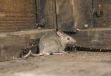 एक दिन में 100 साल के लिए भाग जाएंगे चूहे’ 2 रुपये के सफेद टुकड़ों से बनाएं घरेलू उपाय चूहों का आना किसी बड़ी मुसीबत से कम नहीं लगता है, और जब इनका आतंक बढ़ता है तो कई लोग सीधा मारने की ही दवा रख देते हैं।