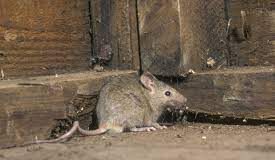 चूहों का आना किसी बड़ी मुसीबत से कम नहीं लगता है, और जब इनका आतंक बढ़ता है तो कई लोग सीधा मारने की ही दवा रख देते हैं।