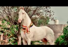 सफेद रंग, BMW और मर्सिडीज की कारों से भी महंगा… पंजाब से हरियाणा पहुंचे इस घोड़े की कीमत सुन उड़ जाएंगे होश कुरुक्षेत्र के पिहोवा पशु मेले में एक ऐसा घोड़ा पहुंचा है, जिसकी खूबसूरती और कद काठी हर किसी को रोक लेता है।