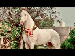 कुरुक्षेत्र के पिहोवा पशु मेले में एक ऐसा घोड़ा पहुंचा है, जिसकी खूबसूरती और कद काठी हर किसी को रोक लेता है।