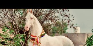 कुरुक्षेत्र के पिहोवा पशु मेले में एक ऐसा घोड़ा पहुंचा है, जिसकी खूबसूरती और कद काठी हर किसी को रोक लेता है।