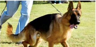 जर्मन शेफर्ड डॉग को 24 घंटे बालकनी में बांधे रखता है मालिक, डॉग लवर्स ने PFA से मांगी मदद फरीदाबाद की एक सोसायटी में जर्मन शेफर्ड को बालकनी में बांधकर रखने और कथित प्रताड़ना का मामला सामने आया है।