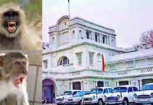 दिल्ली विधानसभा ने बंदरों की समस्या से निपटने के लिए एक अनोखी नौकरी का ऐलान किया है।