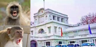 दिल्ली विधानसभा ने बंदरों की समस्या से निपटने के लिए एक अनोखी नौकरी का ऐलान किया है।