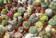 जानवी ने बताया कि कैक्टस चमड़ा निर्माण की प्रक्रिया पांच चरणों में पूरी होगी।