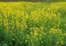 Haryana: जनवरी में हुई तीसरी बारिश फसलों के लिए वरदान, ओलावृष्टि वाले इलाकों में सरसों को नुकसान की आशंका जनवरी में हुई अच्छी बारिश का सकारात्मक असर गेहूं की पैदावार पर दिखाई देगा।