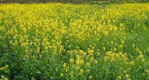 जनवरी में हुई अच्छी बारिश का सकारात्मक असर गेहूं की पैदावार पर दिखाई देगा।