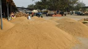 कुंजपुरा की अनाज मंडी में हैफेड द्वारा भी खरीद की गई। इस एजेंसी के प्रबंधक पर 3.37 करोड़ रुपये के फर्जीवाड़े का आरोप है।