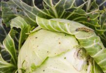 अमरोहा की छात्रा इल्मा नदीम की मौत के बाद पत्तागोभी और फास्ट फूड से जुड़े परजीवी संक्रमण को लेकर चिंता बढ़ गई है।