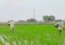 राजस्थान के बजट में 65 लाख किसानों को लगा झटका, जानें कृषि क्षेत्र में क्या-क्या मिला राजस्थान बजट 2026: प्रदेश के 65 लाख किसान प्रदेश के बजट से उम्मीदें लगाए बैठे थे।