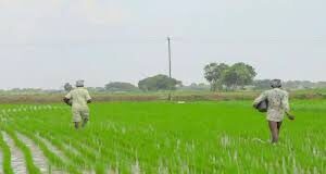 राजस्थान के बजट में 65 लाख किसानों को लगा झटका, जानें कृषि क्षेत्र में क्या-क्या मिला राजस्थान बजट 2026: प्रदेश के 65 लाख किसान प्रदेश के बजट से उम्मीदें लगाए बैठे थे।