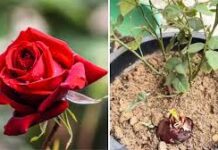 बागवानी के शौकीन लोग अक्सर अपने गुलाब के पौधों को हरा-भरा और फूलों से लदा देखने के लिए महंगे खाद और कीटनाशकों का इस्तेमाल करते हैं।