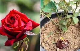 बागवानी के शौकीन लोग अक्सर अपने गुलाब के पौधों को हरा-भरा और फूलों से लदा देखने के लिए महंगे खाद और कीटनाशकों का इस्तेमाल करते हैं।