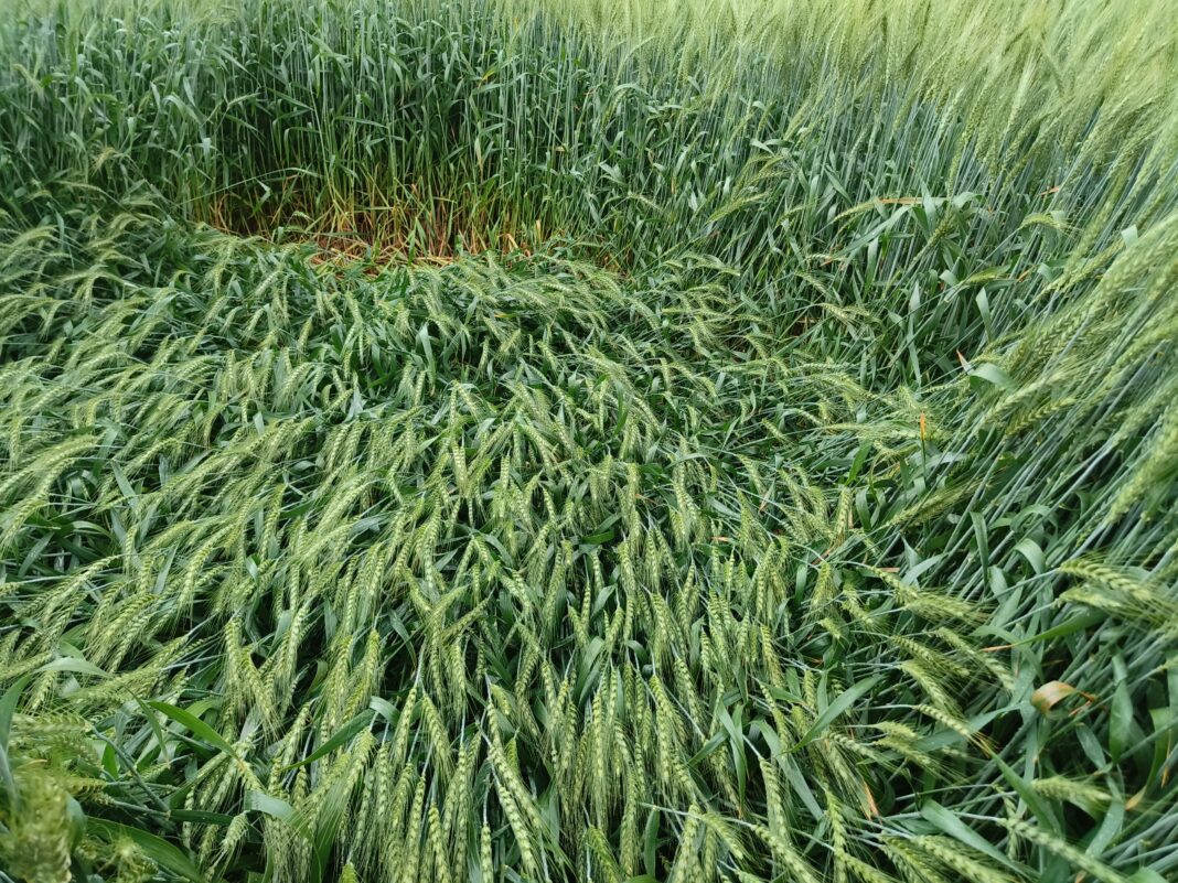 झज्जर में सुबह उठते ही लोगों को बारिश का नजारा दिखा, जिससे वातावरण में ठंडक छा गई।