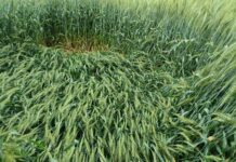 झज्जर में सुबह उठते ही लोगों को बारिश का नजारा दिखा, जिससे वातावरण में ठंडक छा गई।