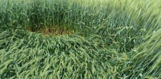 हरियाणा में बारिश व तेज हवा का अलर्ट: गेहूं-सरसों की फसल में नुकसान का डर, विभाग ने ओलावृष्टि की भी आशंका जताई झज्जर में सुबह उठते ही लोगों को बारिश का नजारा दिखा, जिससे वातावरण में ठंडक छा गई।