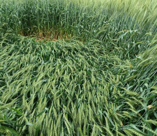 झज्जर में सुबह उठते ही लोगों को बारिश का नजारा दिखा, जिससे वातावरण में ठंडक छा गई।