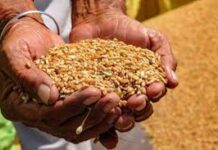 हर महीने एक से तीन तारीख के बीच राशन वितरण पूरा हो जाता था, लेकिन इस बार 10 मार्च तक भी वितरण प्रक्रिया शुरू नहीं हो सकी।