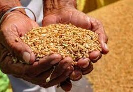 हर महीने एक से तीन तारीख के बीच राशन वितरण पूरा हो जाता था, लेकिन इस बार 10 मार्च तक भी वितरण प्रक्रिया शुरू नहीं हो सकी।