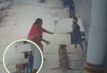 दीपांशु के पिता सुनील नेहरा ने बताया कि वे सुबह अपनी पत्नी के साथ जींद जा रहे थे। अचानक पड़ोस से फोन आया कि उसके बेटे को कुत्ते ने काट लिया।