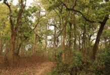 पेड़ों की गिनती और संरक्षण की नई पहल हरियाली बचाने की उम्मीद जरूर जगाती है