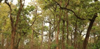 पेड़ों की गिनती और संरक्षण की नई पहल हरियाली बचाने की उम्मीद जरूर जगाती है