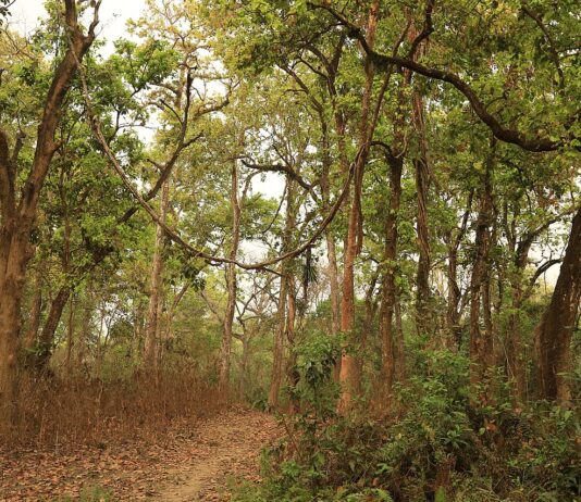 पेड़ों की गिनती और संरक्षण की नई पहल हरियाली बचाने की उम्मीद जरूर जगाती है