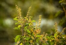 तुलसी का पौधा हर 4 महीने में क्यों सूख जाता है? गार्डनिंग एक्सपर्ट ने बताई गलती अक्सर लोगों की शिकायत रहती है कि उनका तुलसी का पौधा हर 3-4 महीने में सूख जाता है या काला पड़ने लगता है।