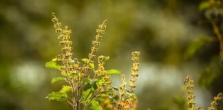 तुलसी का पौधा हर 4 महीने में क्यों सूख जाता है? गार्डनिंग एक्सपर्ट ने बताई गलती अक्सर लोगों की शिकायत रहती है कि उनका तुलसी का पौधा हर 3-4 महीने में सूख जाता है या काला पड़ने लगता है।