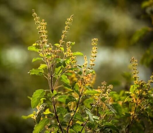 तुलसी का पौधा हर 4 महीने में क्यों सूख जाता है? गार्डनिंग एक्सपर्ट ने बताई गलती अक्सर लोगों की शिकायत रहती है कि उनका तुलसी का पौधा हर 3-4 महीने में सूख जाता है या काला पड़ने लगता है।