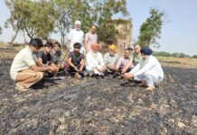 सिरसा के गांव मीरपुर में 26 एकड़ गेहूं की फसल आग लगने से पूरी तरह नष्ट हो गई।