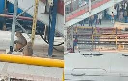यह बंदर रेलवे स्टेश के ओवरब्रिज पर बैठे रहते हैं और वहां से गुजरने वाले यात्रियों का सामान छीनने की कोशिश करते हैं।